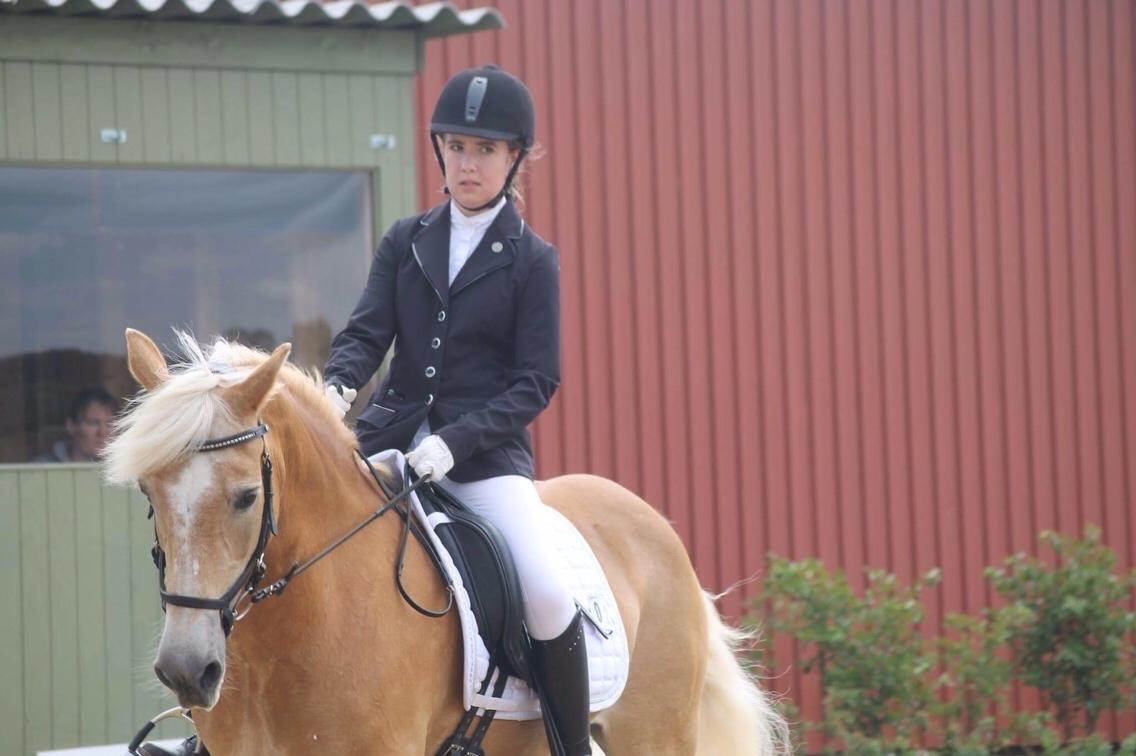 Haflinger Kløv's paxi billede 10