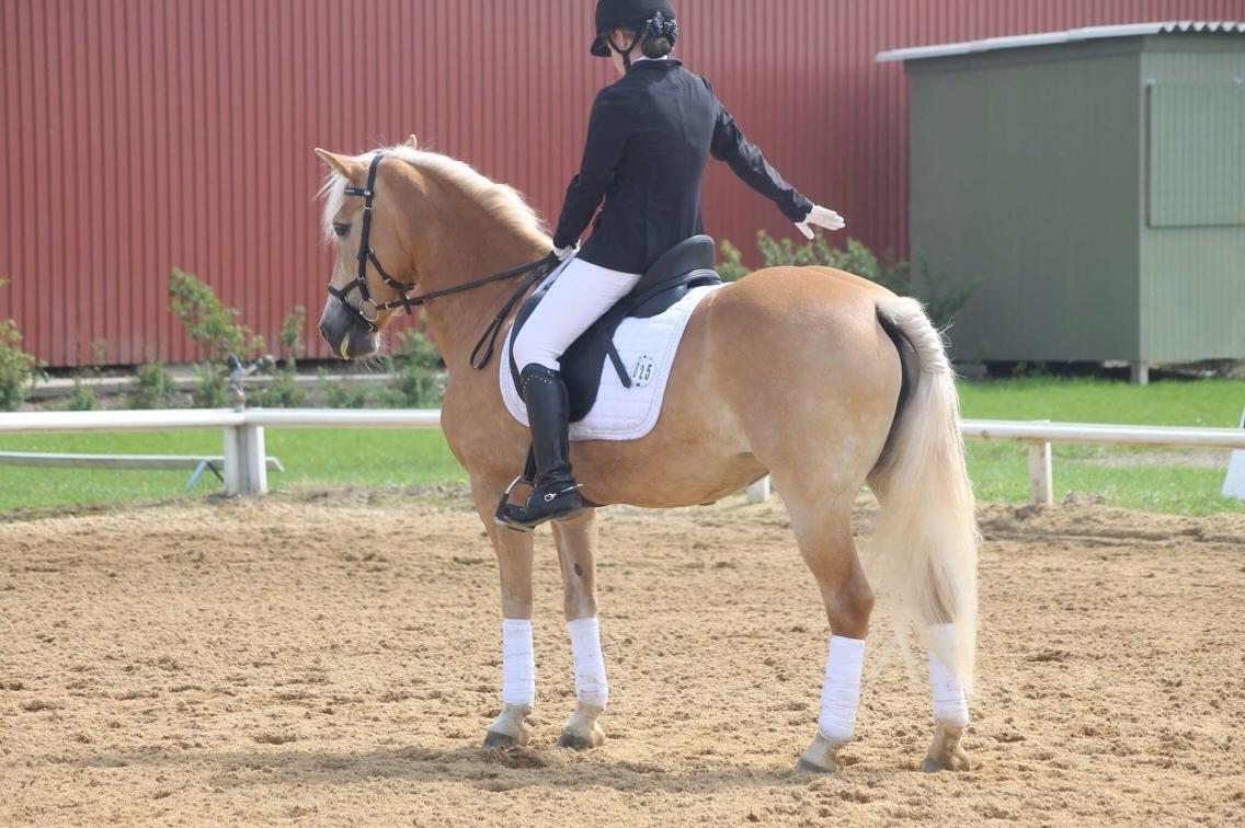Haflinger Kløv's paxi billede 9