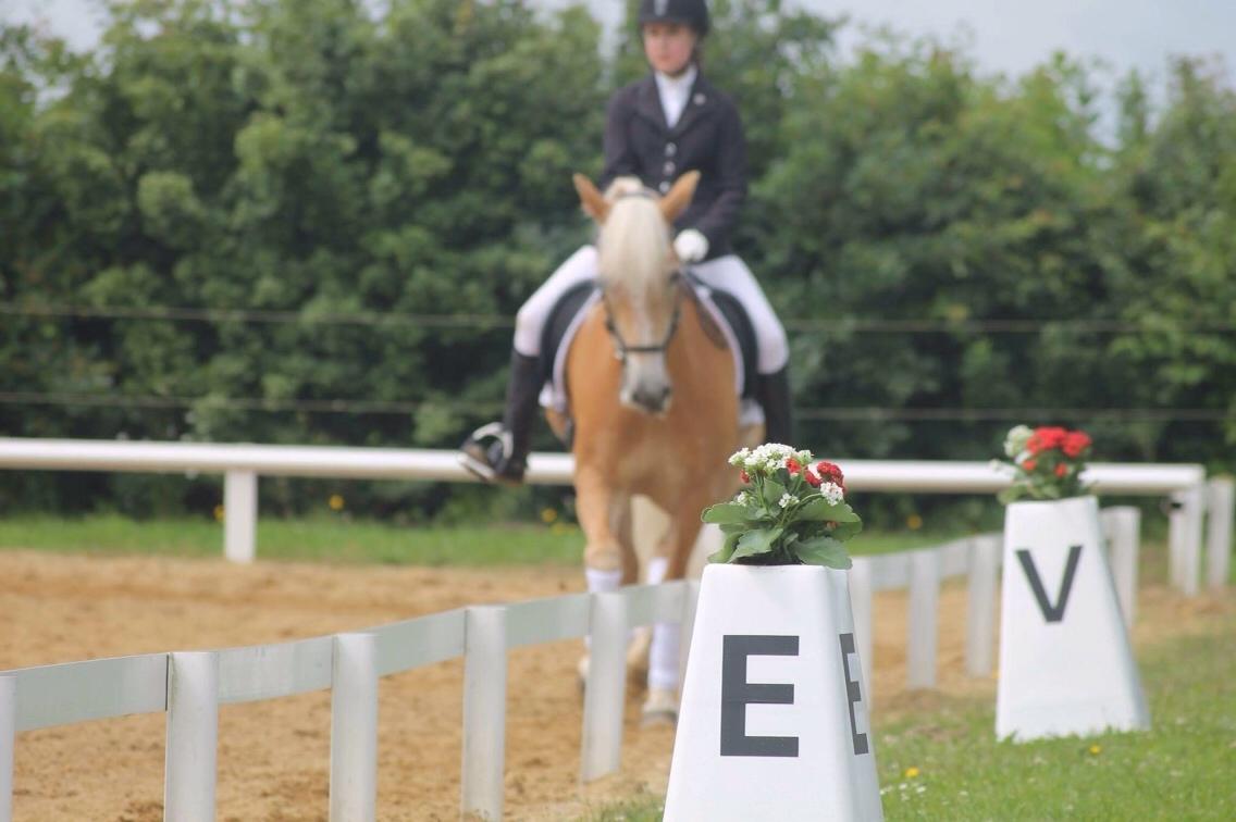 Haflinger Kløv's paxi billede 12