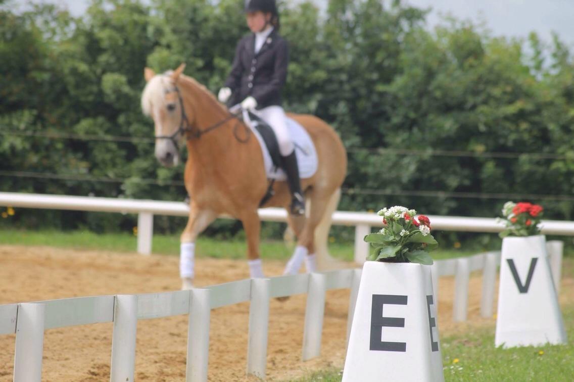 Haflinger Kløv's paxi billede 13
