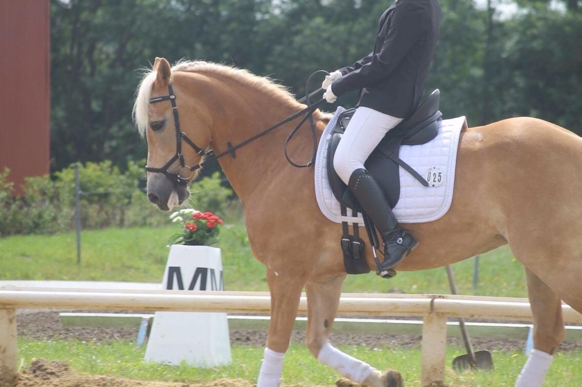 Haflinger Kløv's paxi billede 15