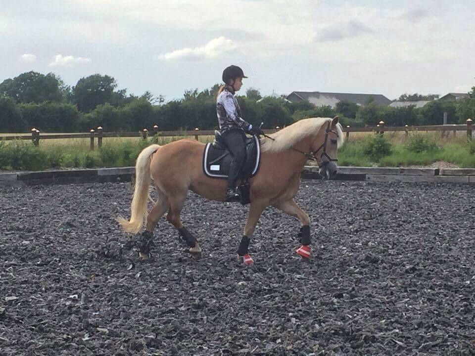 Haflinger Kløv's paxi billede 16