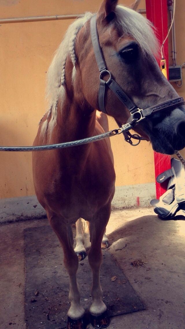 Haflinger Kløv's paxi billede 17