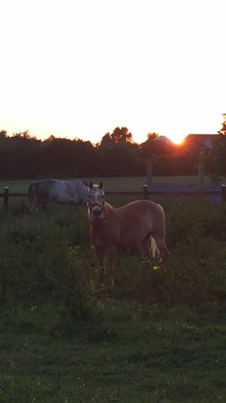 Haflinger Kløv's paxi billede 19