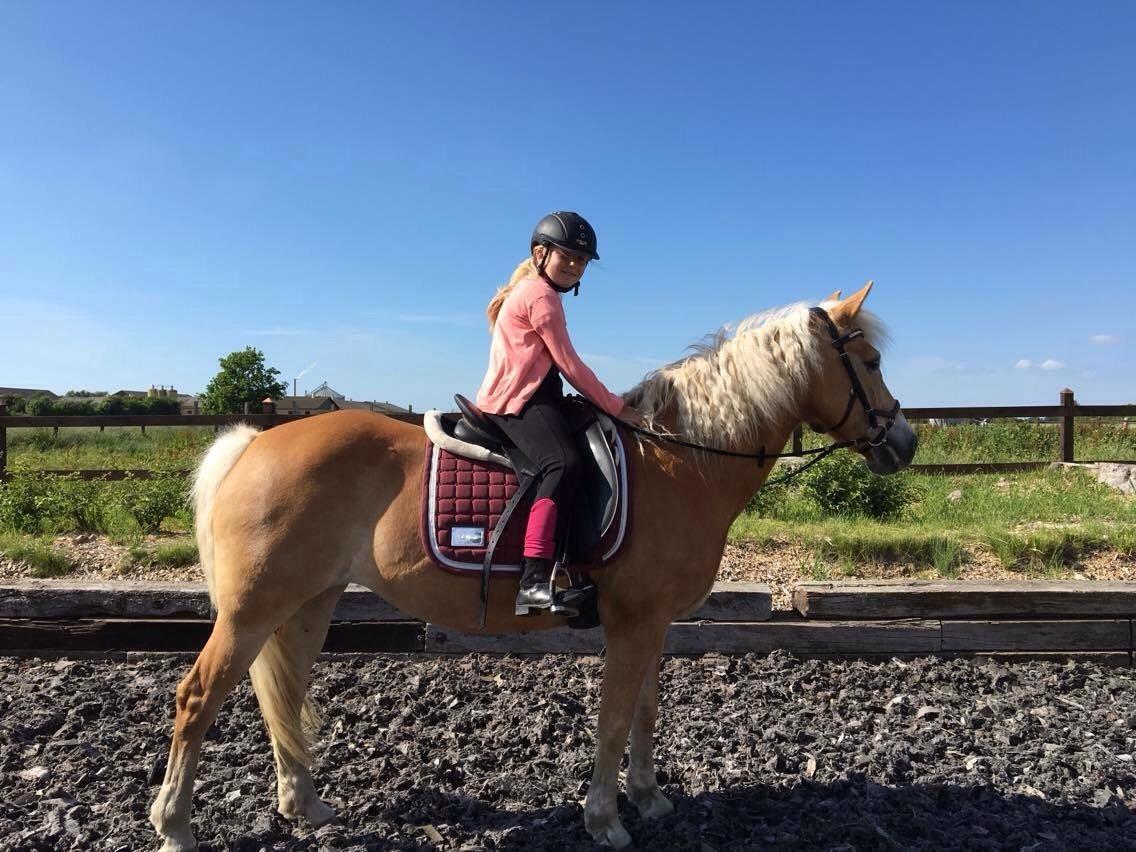Haflinger Kløv's paxi billede 18