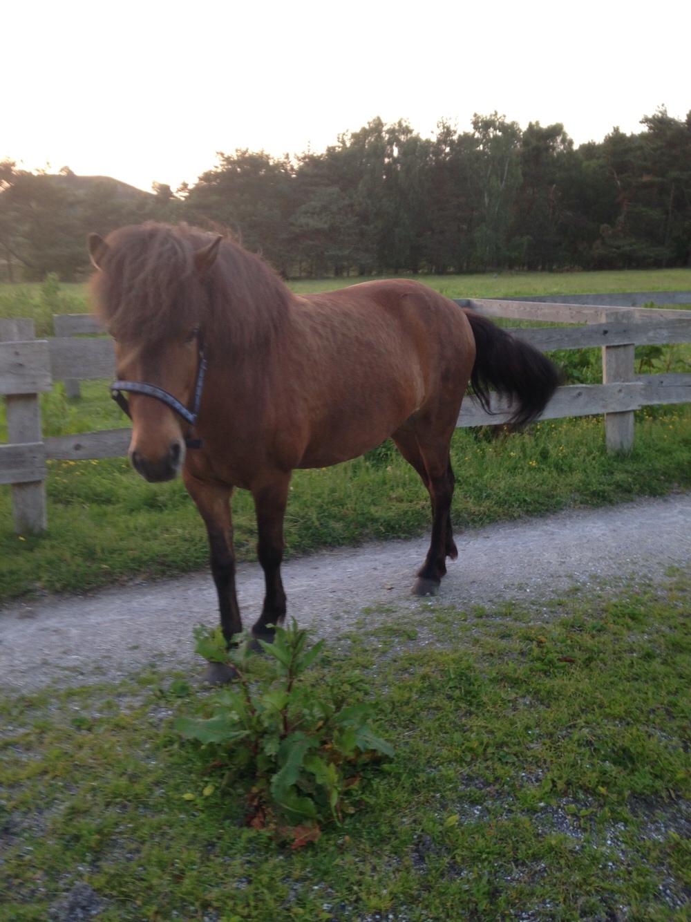 Islænder Flakkari lunakilde billede 9