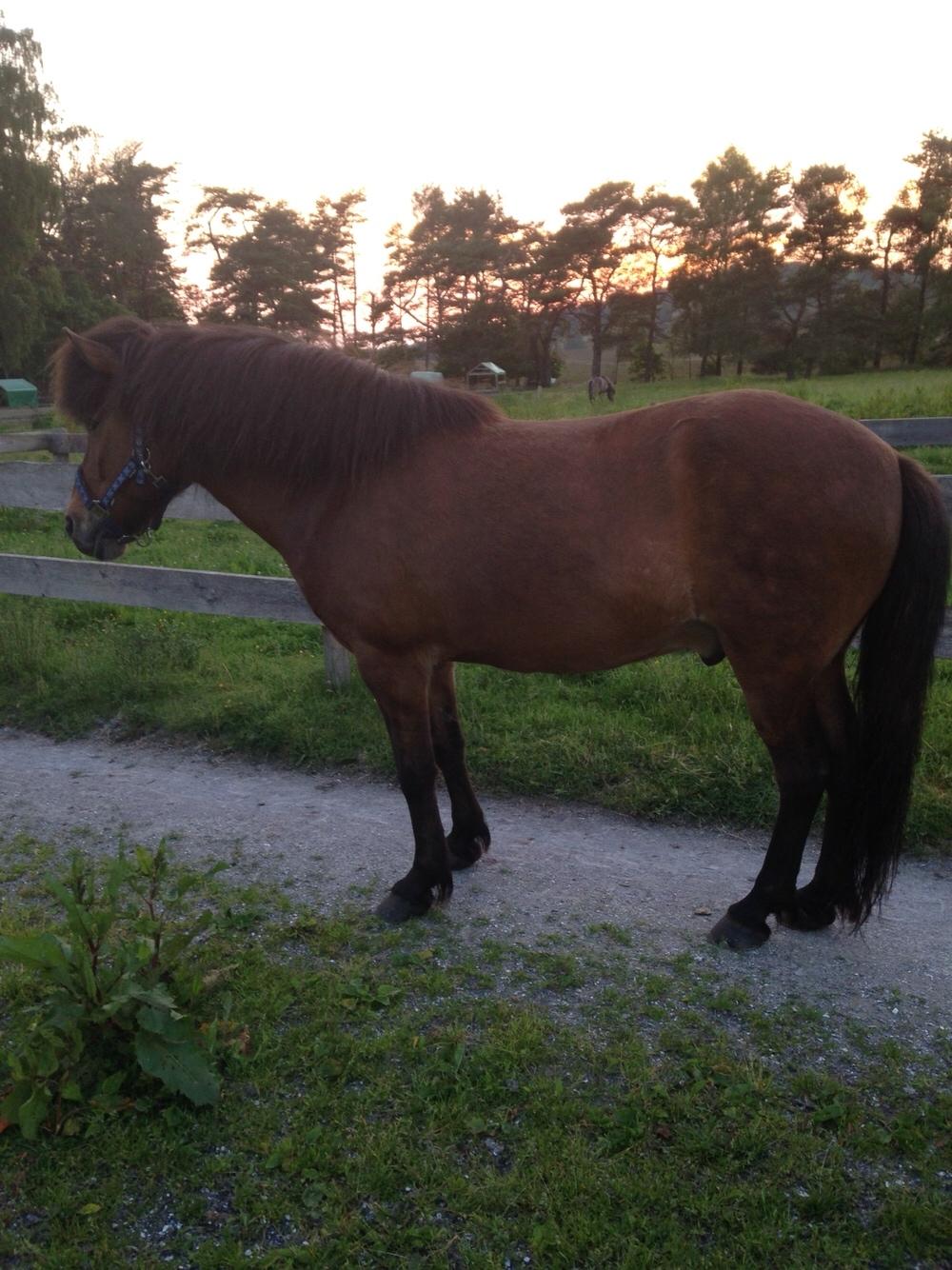 Islænder Flakkari lunakilde billede 10