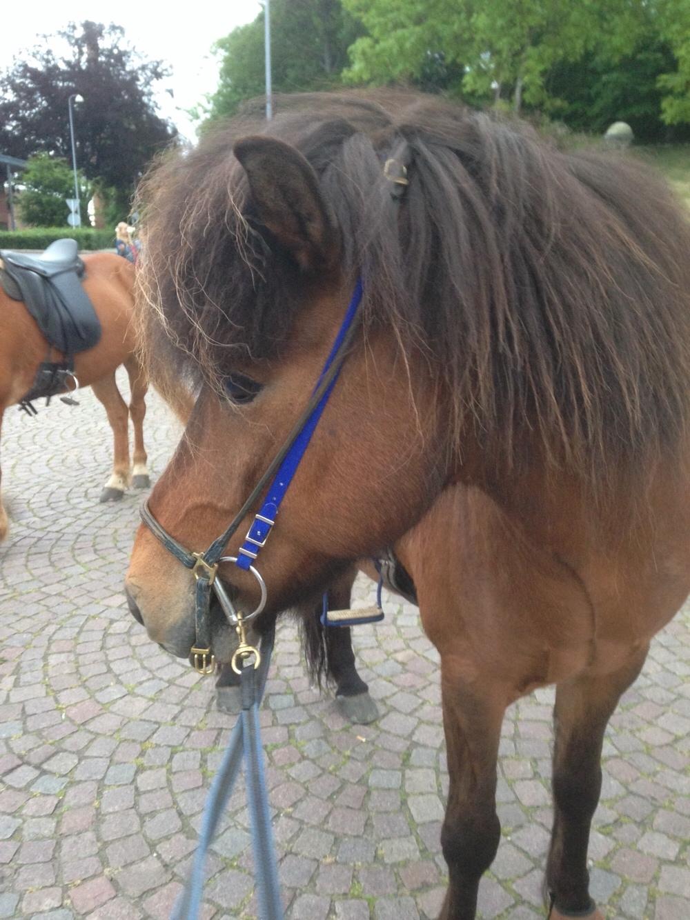 Islænder Flakkari lunakilde billede 12