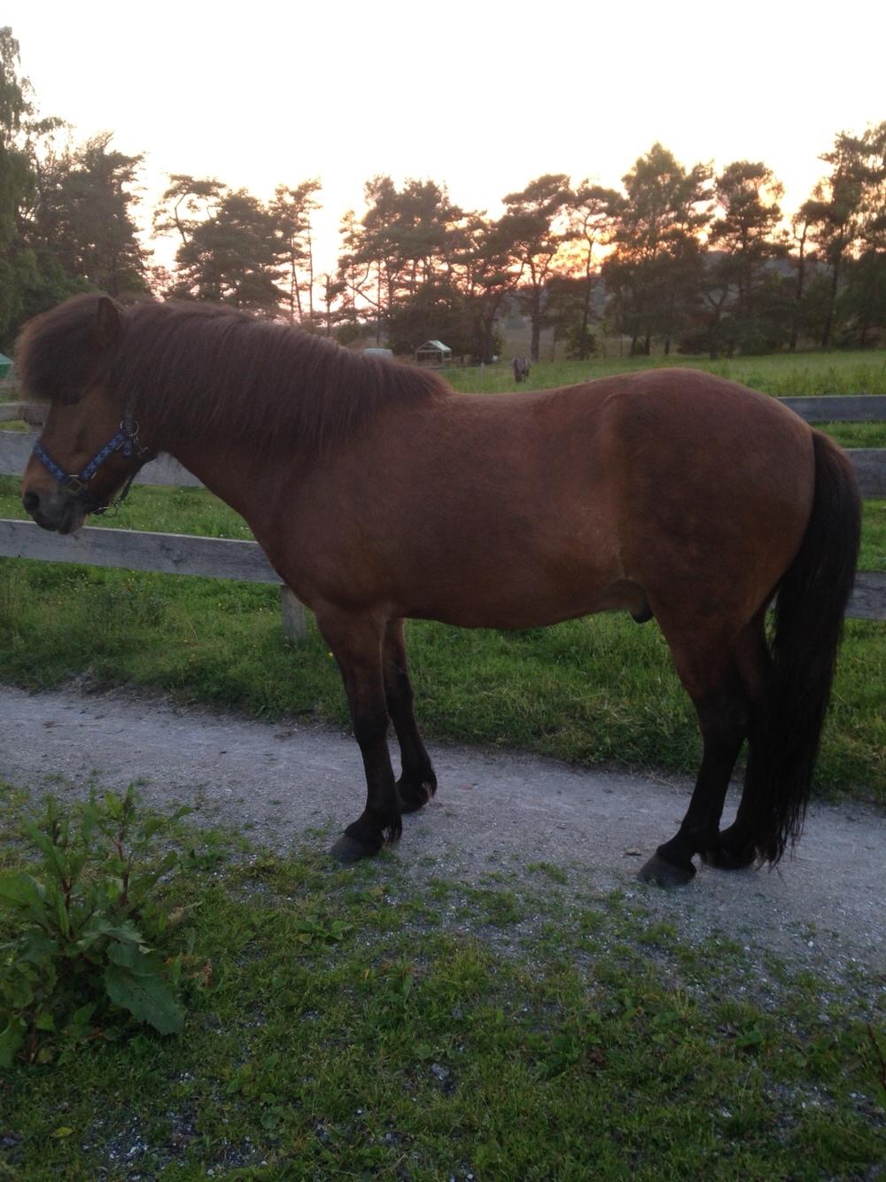 Islænder Flakkari lunakilde billede 11