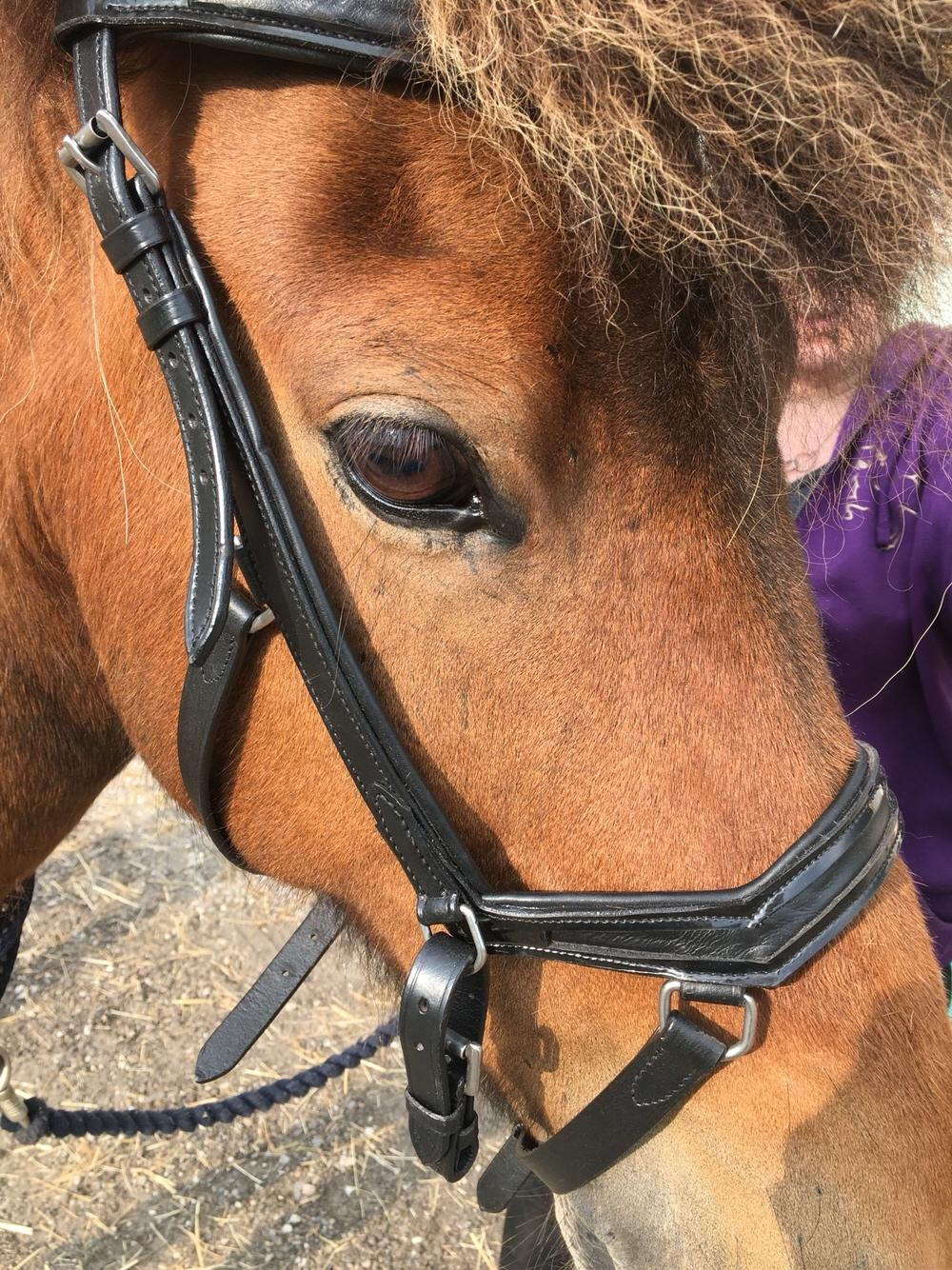 Islænder Flakkari lunakilde billede 14