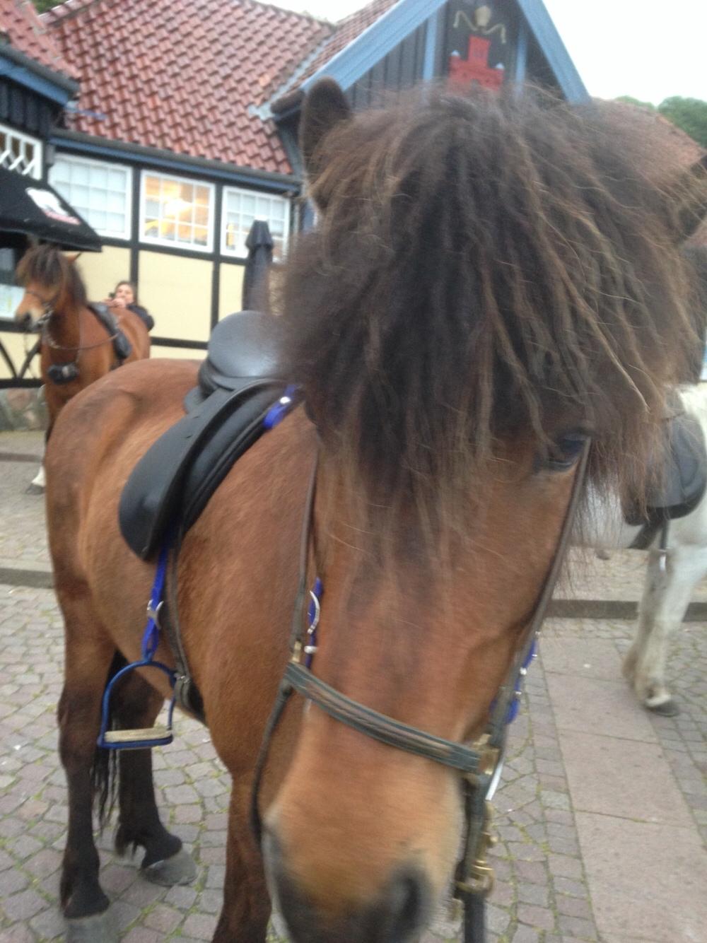 Islænder Flakkari lunakilde billede 13