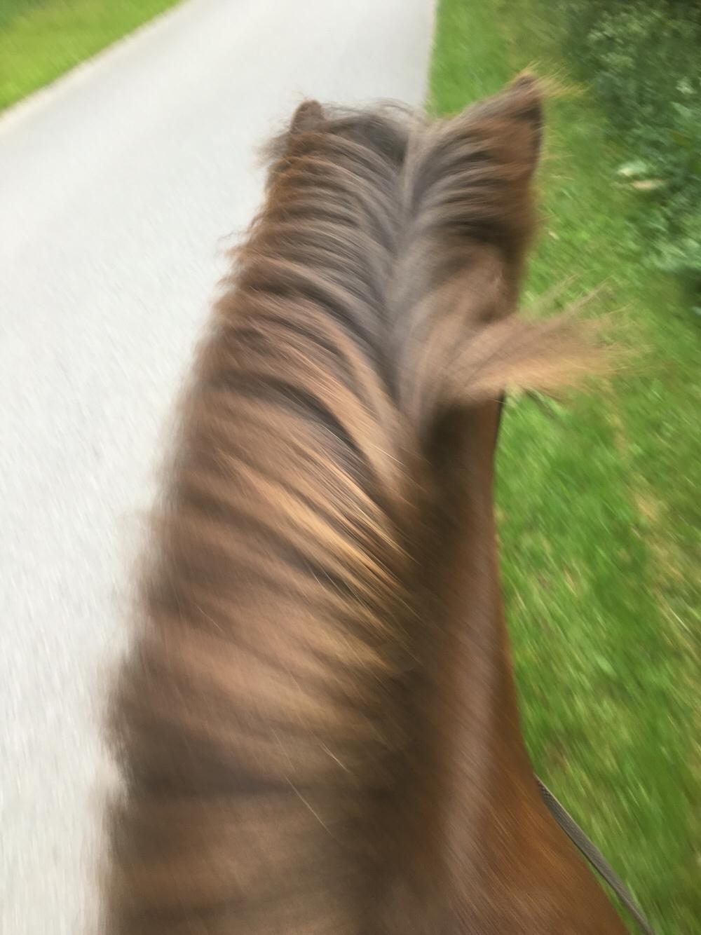 Islænder Flakkari lunakilde billede 16