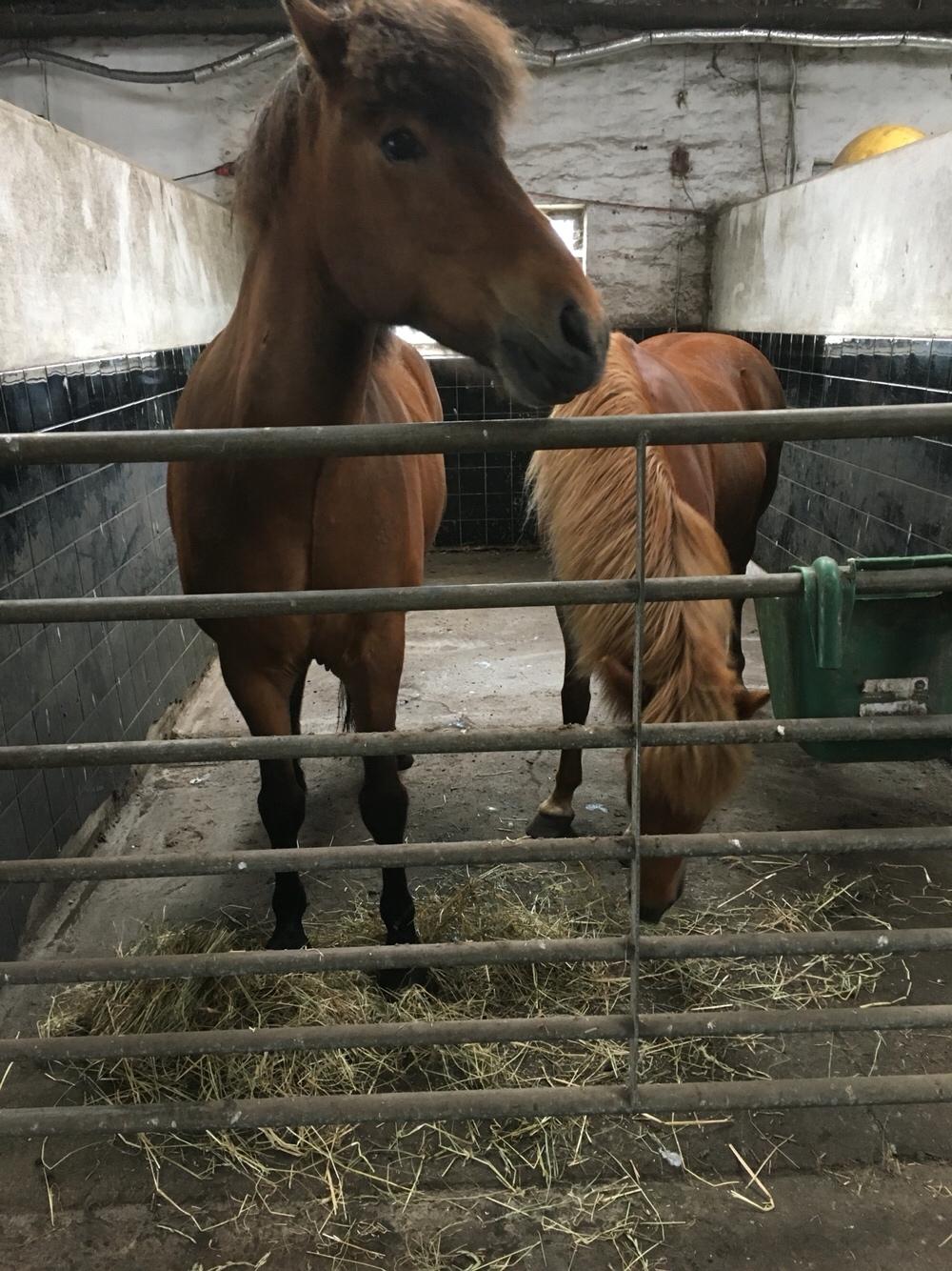 Islænder Flakkari lunakilde billede 15