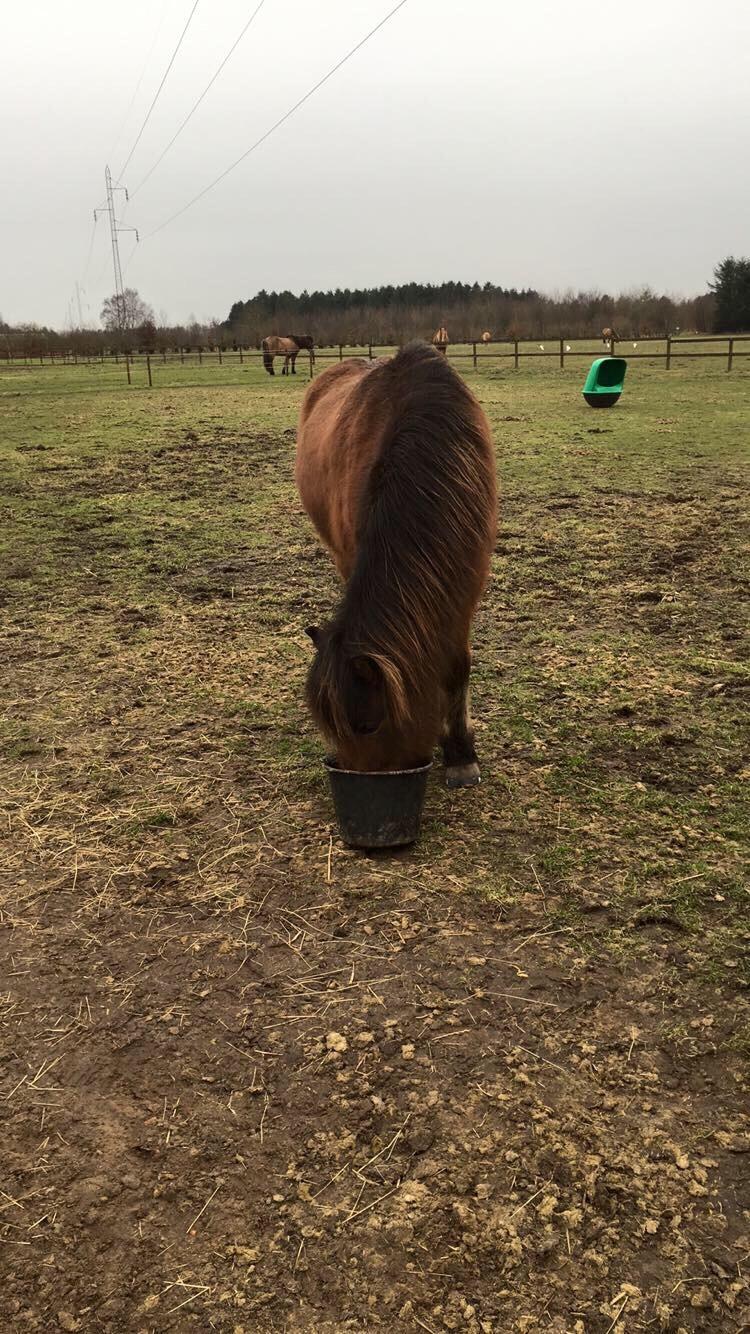 Islænder Flakkari lunakilde billede 17