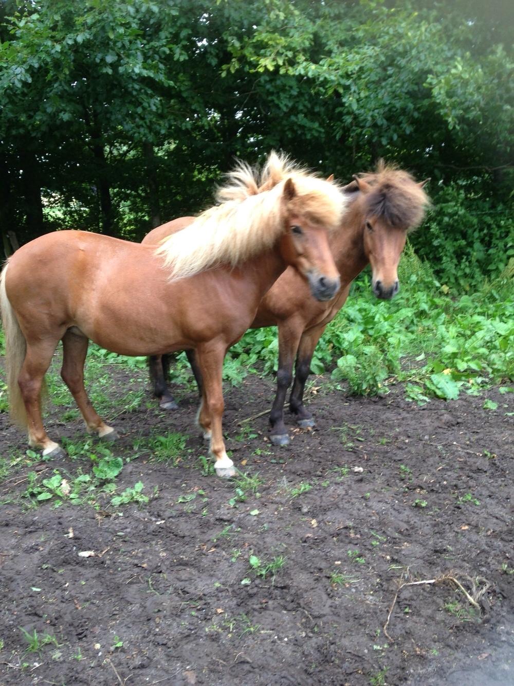 Islænder Flakkari lunakilde billede 18