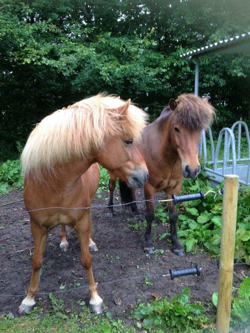 Islænder Flakkari lunakilde billede 19