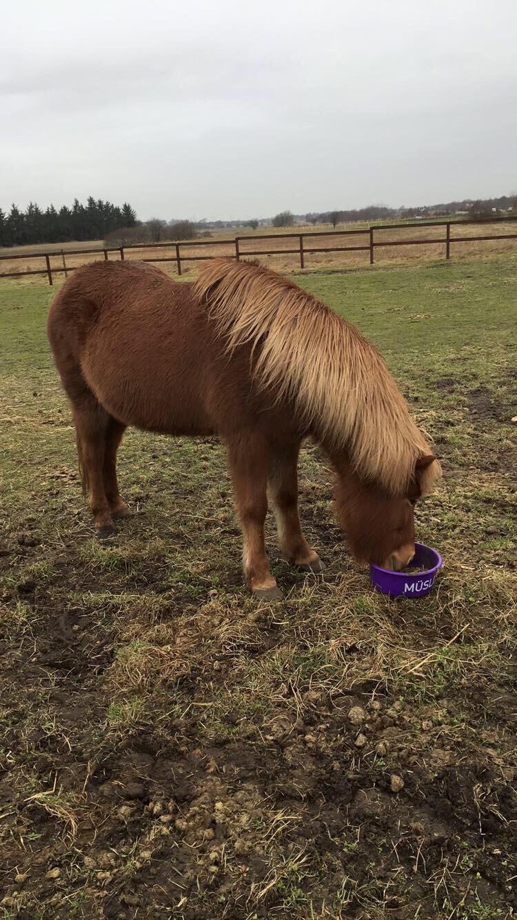 Islænder Kylja degnehuset billede 10