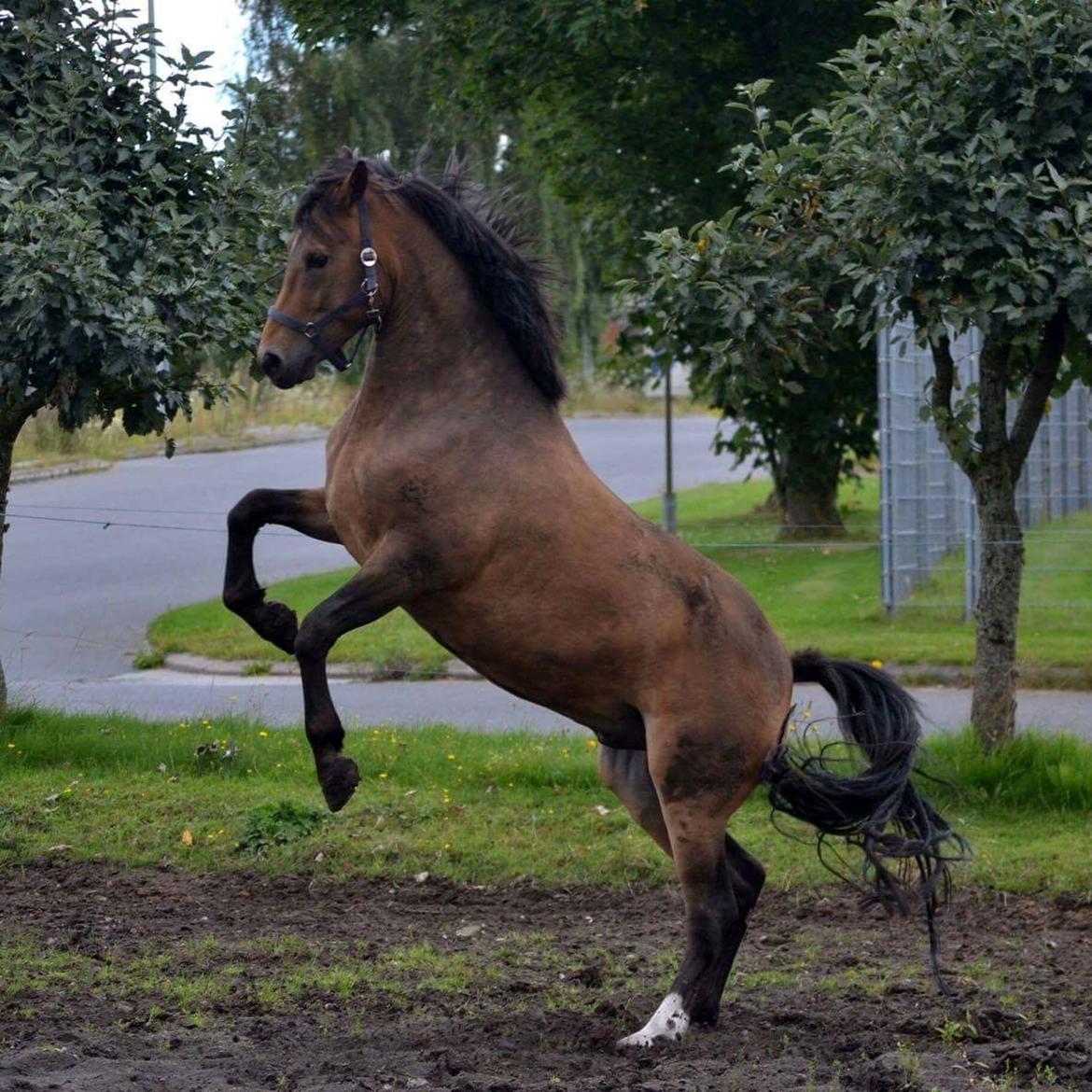 New Forest Kjeldalsgaards Juvel  - foto Dianna Klein - hestefotograf - Juvel på fold  billede 11
