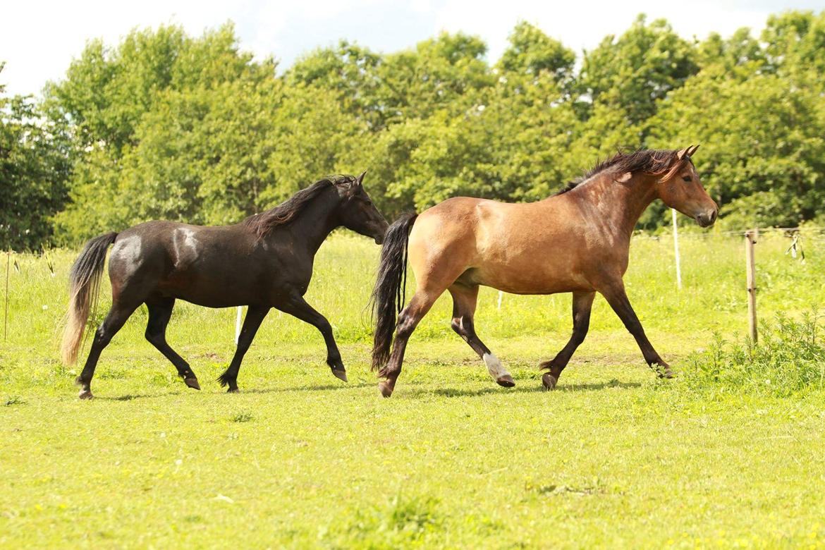 New Forest Kjeldalsgaards Juvel  - foto Kirsten  billede 6