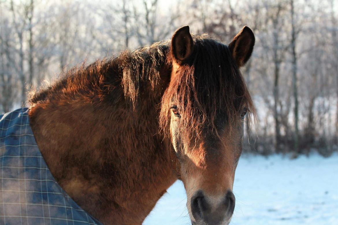 New Forest Kjeldalsgaards Juvel  - foto Kirsten  billede 5