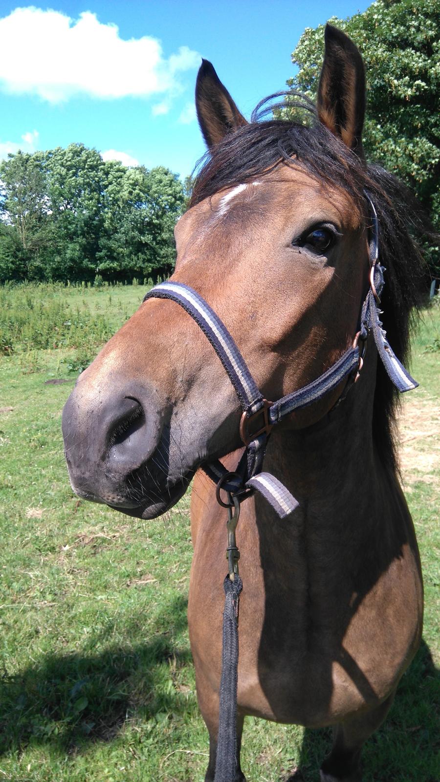 New Forest Kjeldalsgaards Juvel  billede 7