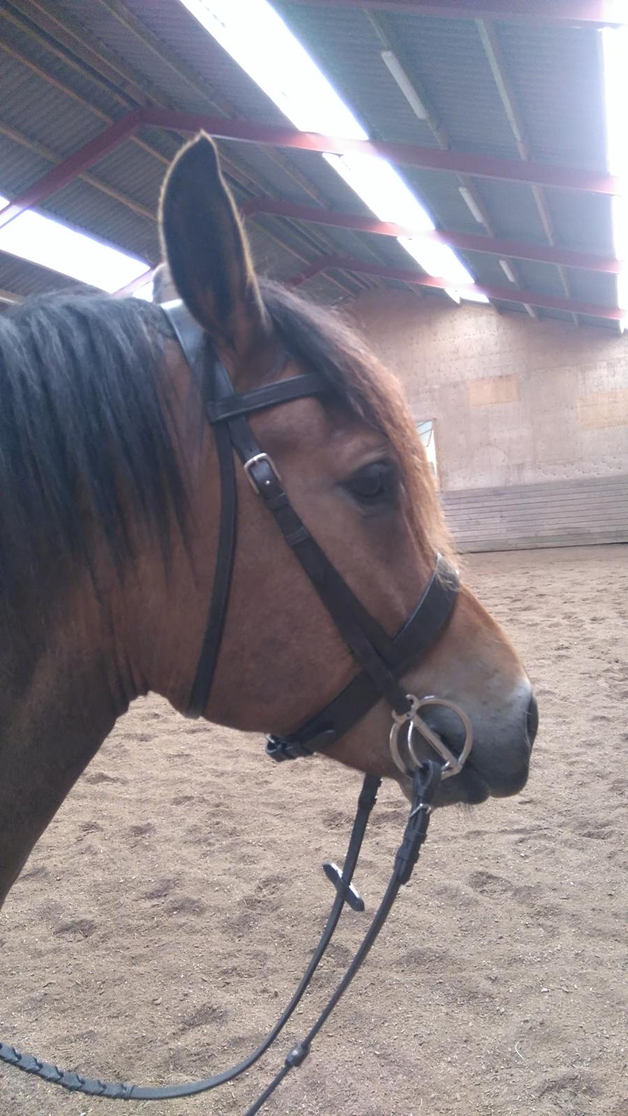 New Forest Kjeldalsgaards Juvel  billede 8