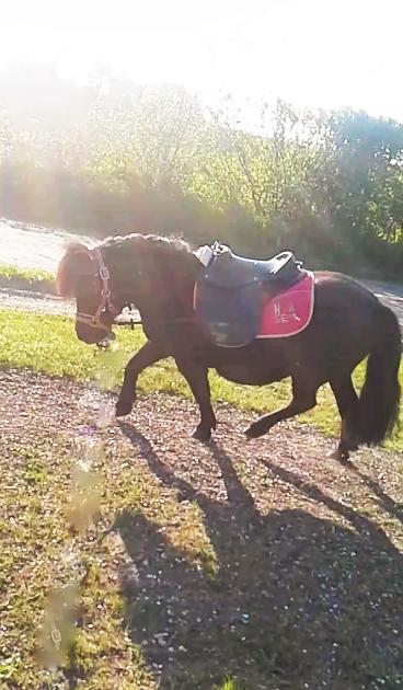 Shetlænder Ædellunds Tilde billede 9