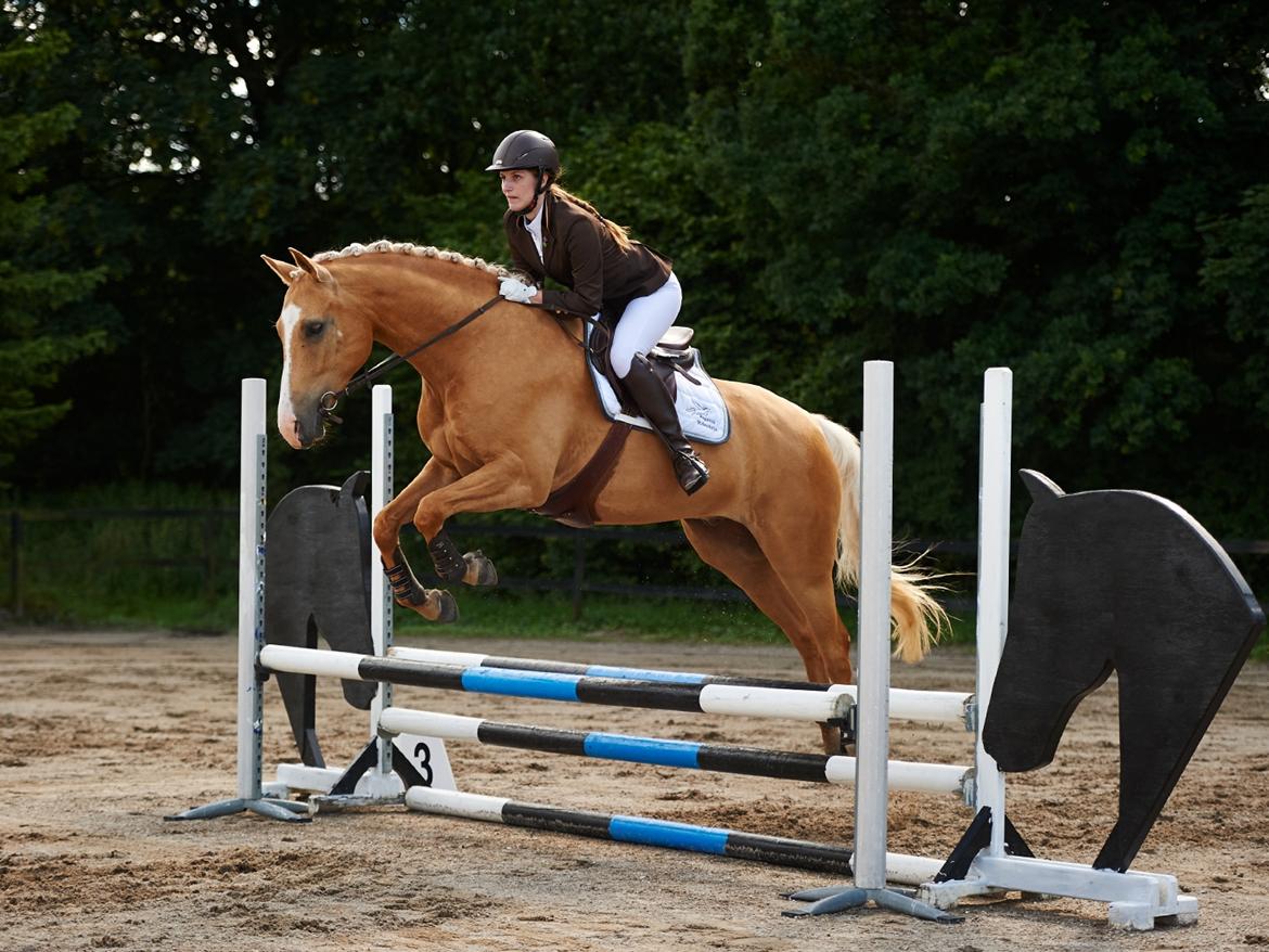 Palomino Kjærgaards Golden Champ - D. 13. juli 2016. Foto: Animal-print.dk billede 4