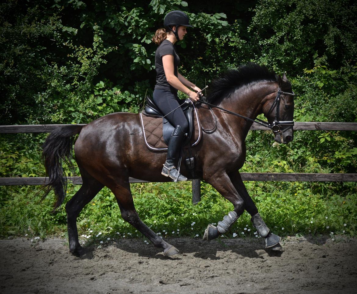 Dansk Varmblod Stald Højgårds Libella billede 12