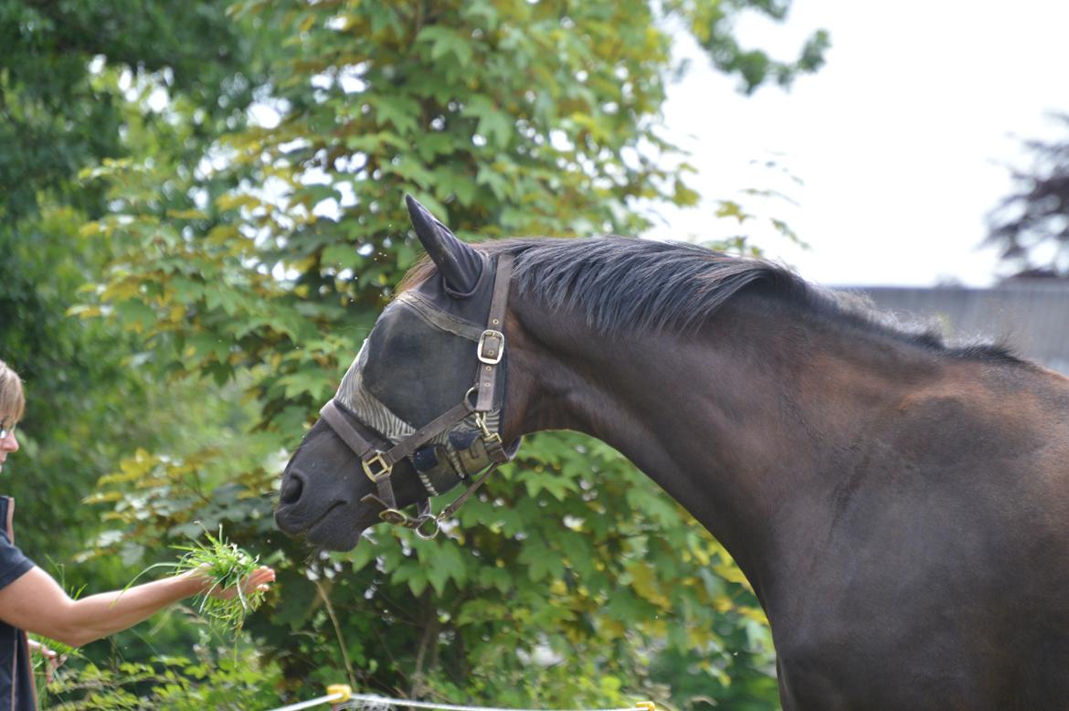 Dansk Varmblod Stald Højgårds Libella billede 13
