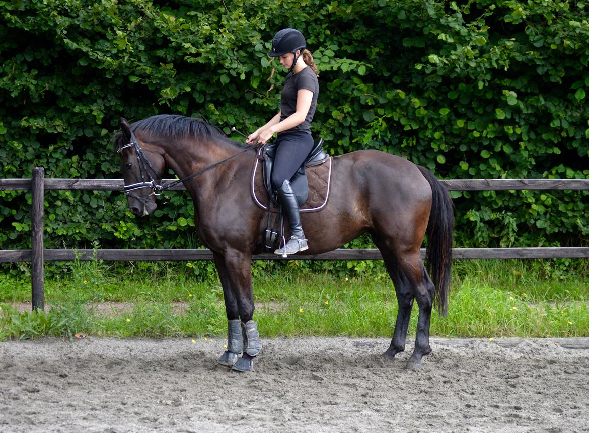 Dansk Varmblod Stald Højgårds Libella billede 9