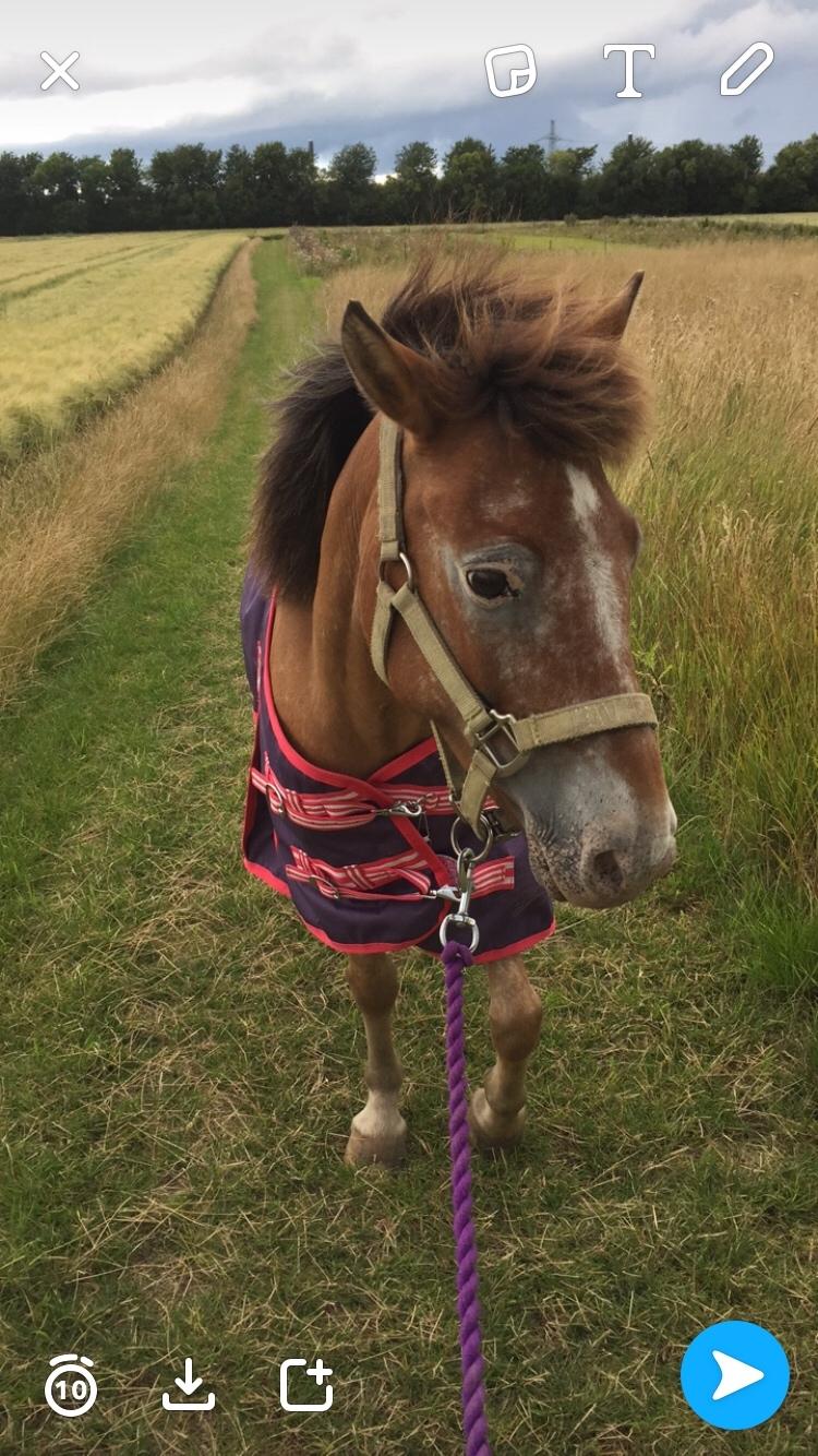 Anden særlig race Scania *AFLIVET* billede 4