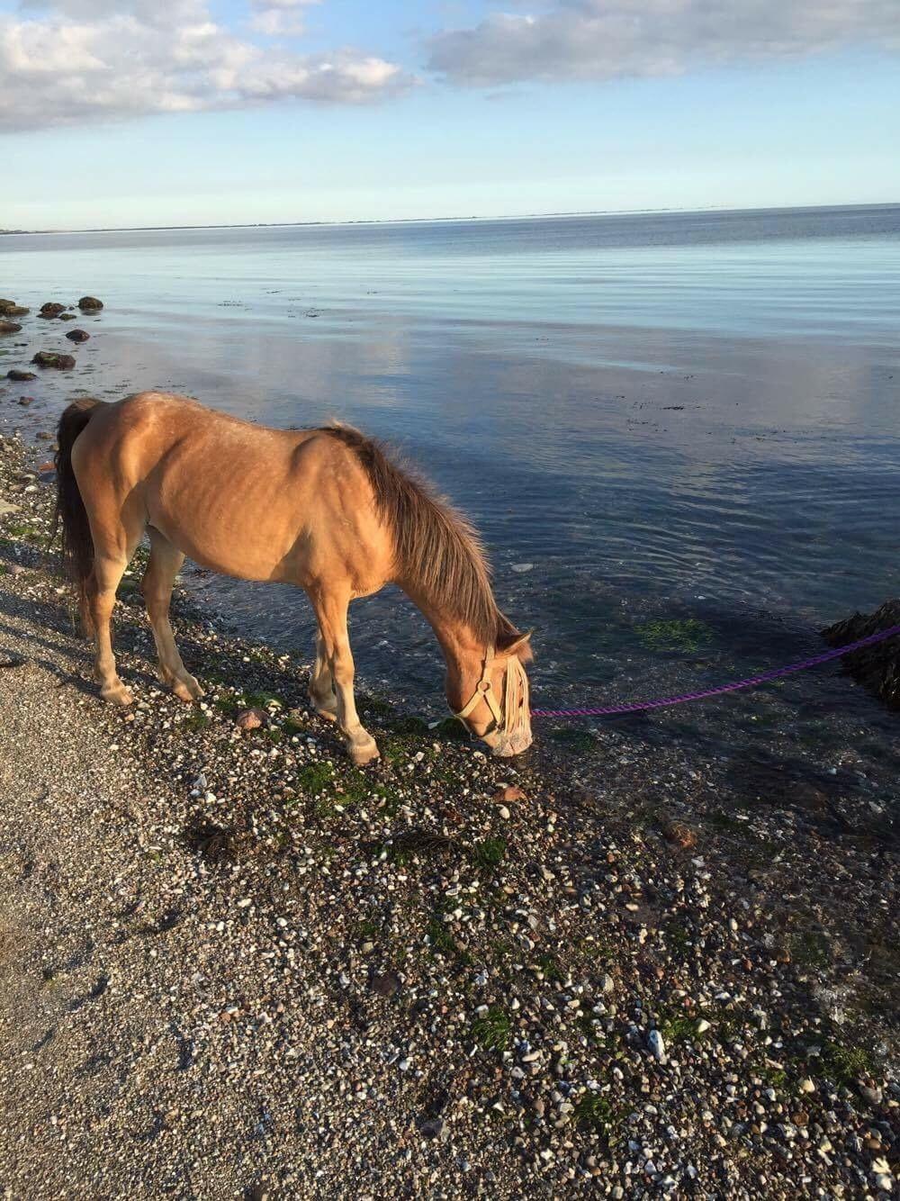 Anden særlig race Scania *AFLIVET* billede 11