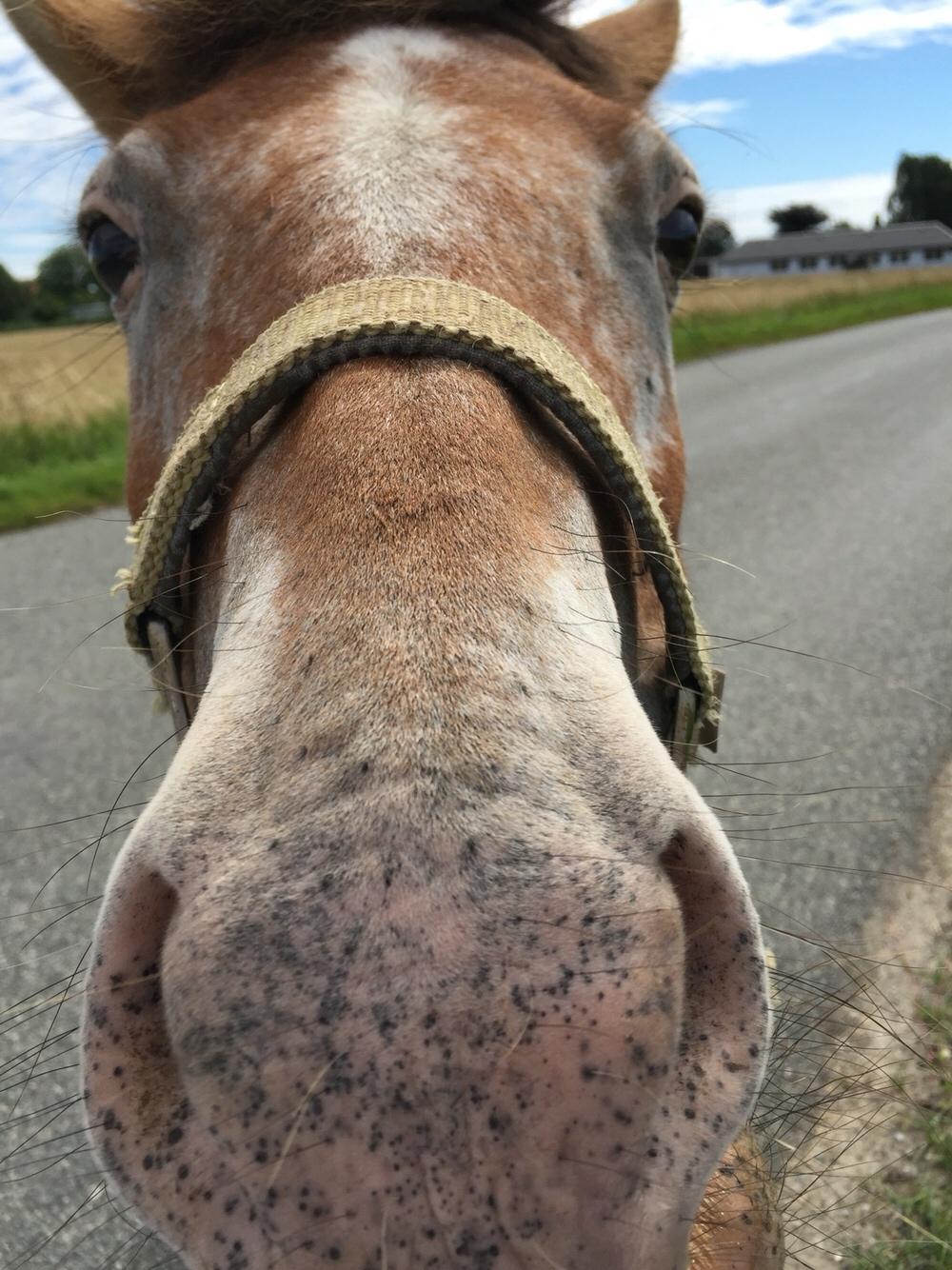 Anden særlig race Scania *AFLIVET* billede 12