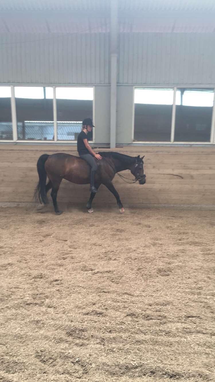 Connemara Claire[Tidl. Part] billede 19