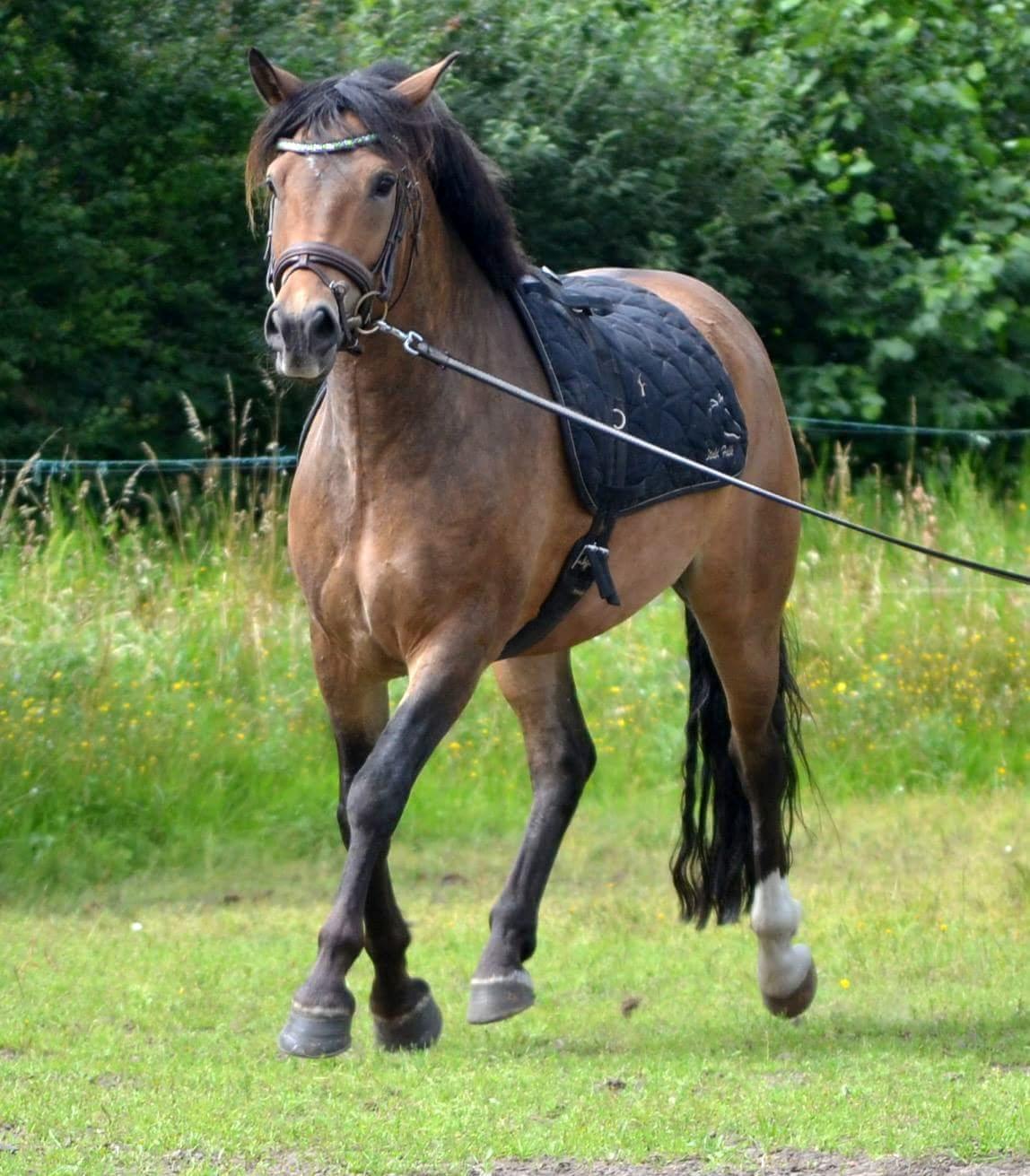New Forest Kjeldalsgaards Juvel  - hestefotograf - Diana Klein  billede 12