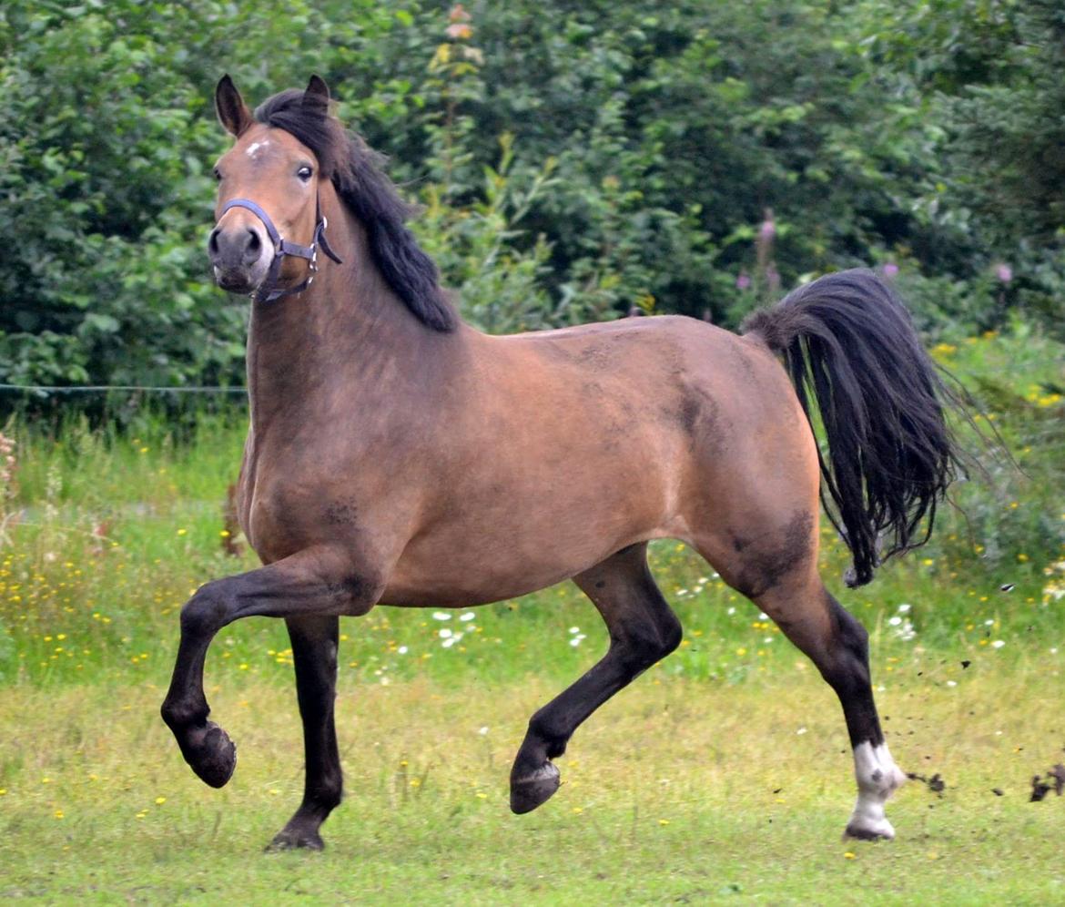 New Forest Kjeldalsgaards Juvel  - foto af hestefotograf -Diana Klein  billede 13