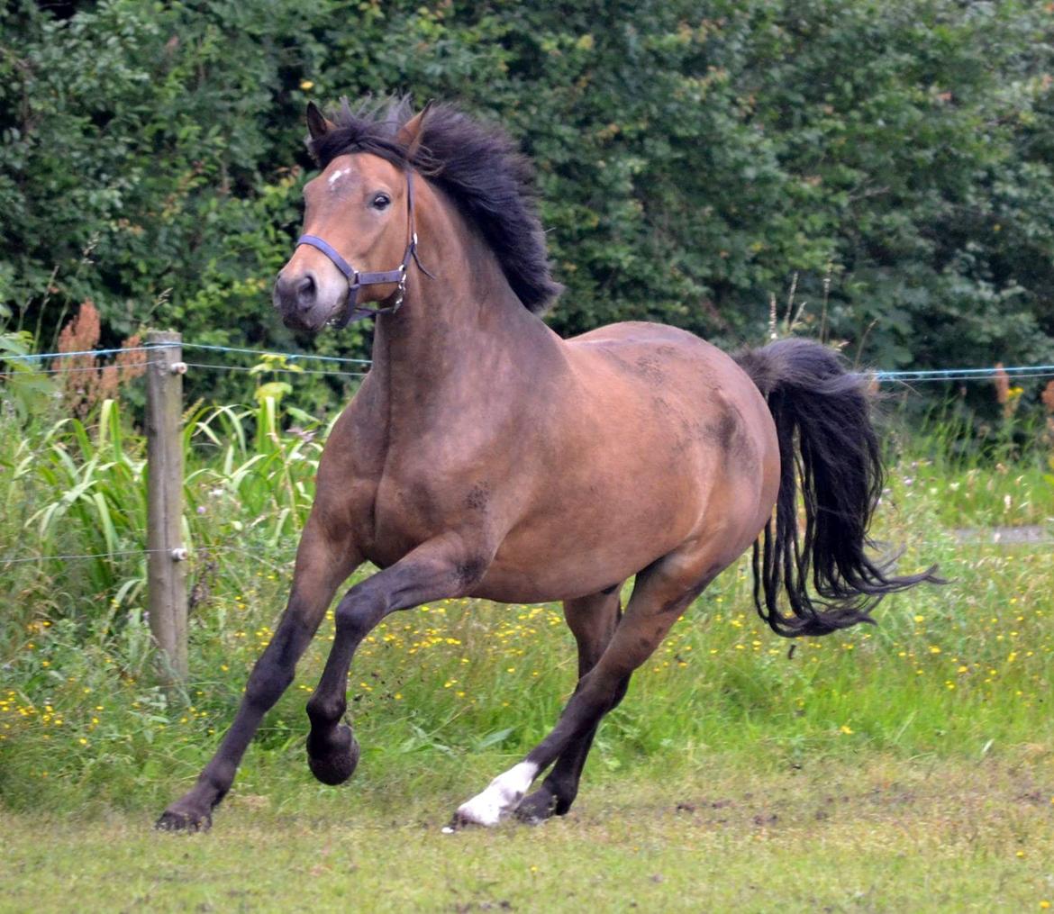 New Forest Kjeldalsgaards Juvel  - foto af hestefotograf - Diana Klein  billede 14