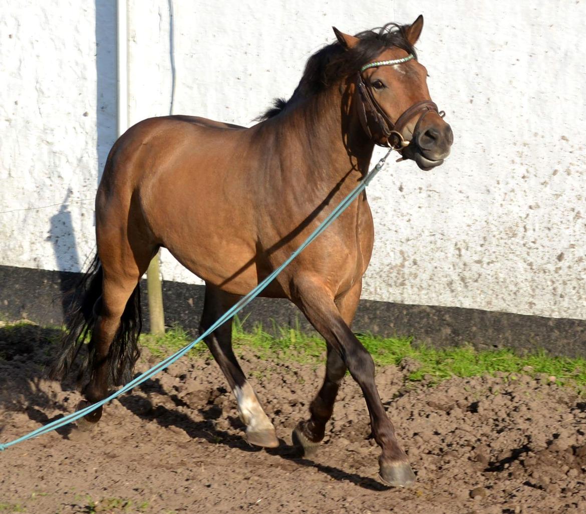 New Forest Kjeldalsgaards Juvel  - foto af hestefotograf Diana Klein  billede 15