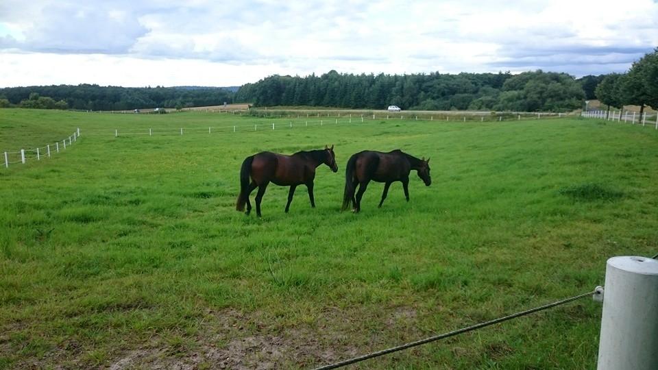 Standardbred Onki *Sille* billede 29