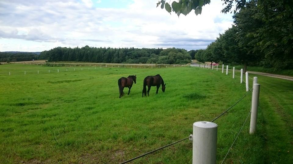 Standardbred Onki *Sille* billede 30
