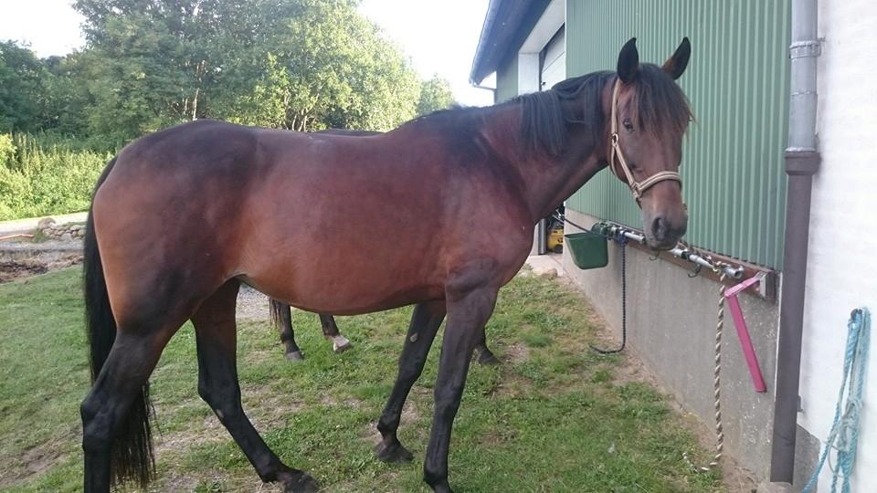 Standardbred Onki *Sille* billede 28