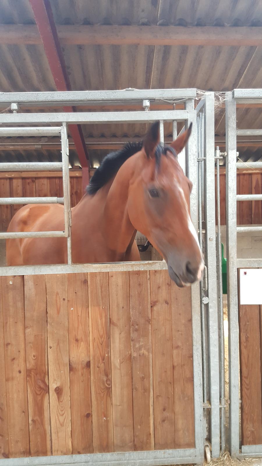 Fuldblod (XX) Hans  tidligere hest billede 18