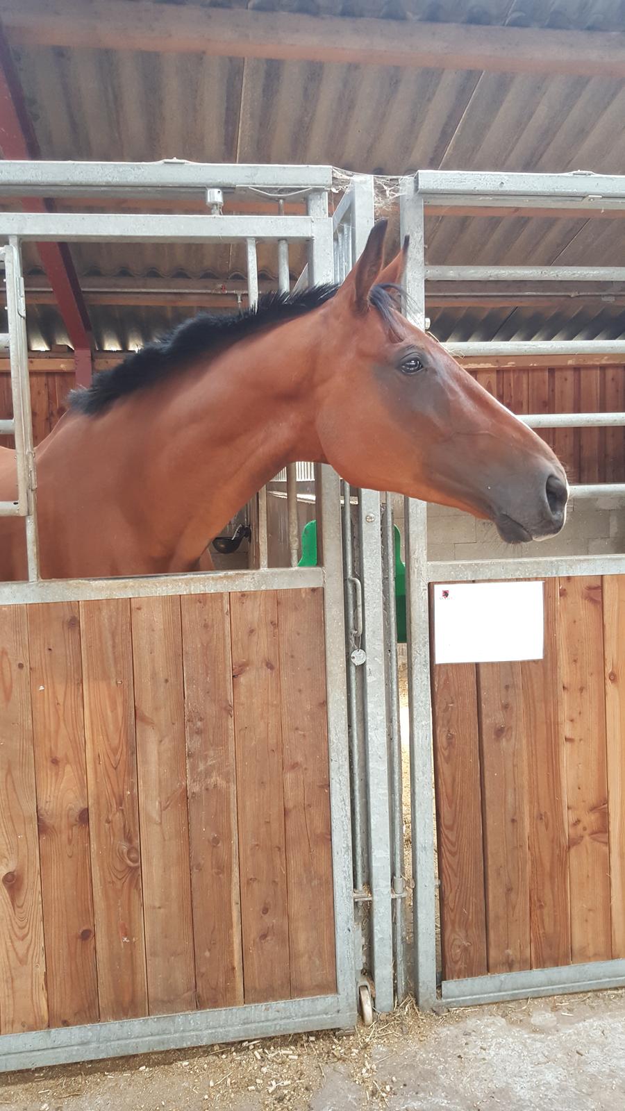 Fuldblod (XX) Hans  tidligere hest billede 19