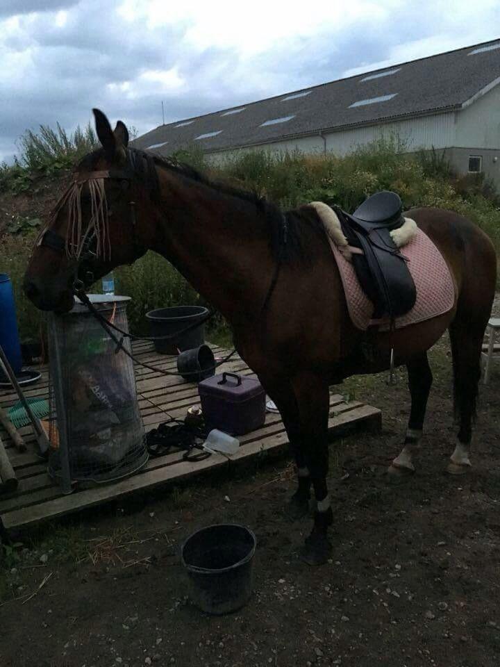 Anden særlig race Cypresgårdens Celina billede 8