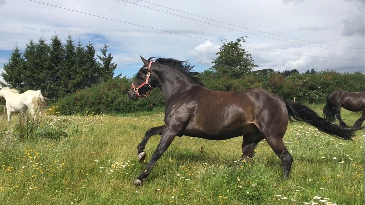 Oldenborg Brandsmarks dina billede 15