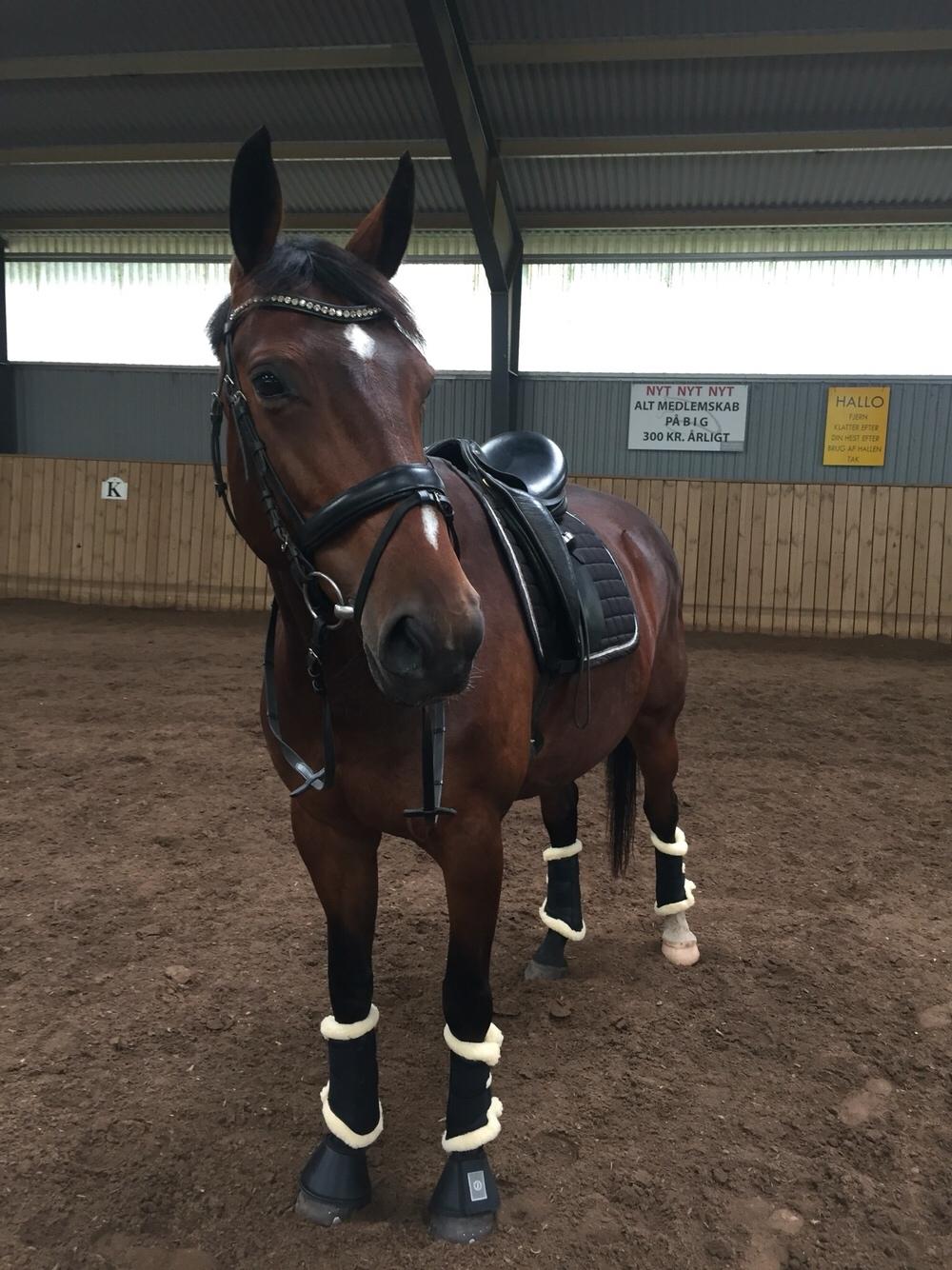 Dansk Varmblod Overgaards Victoria billede 11