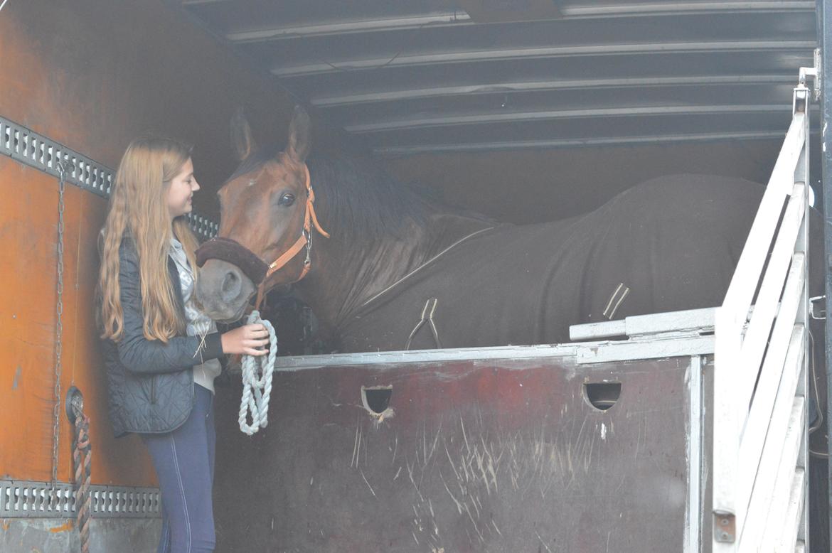 Anden særlig race Linka billede 3
