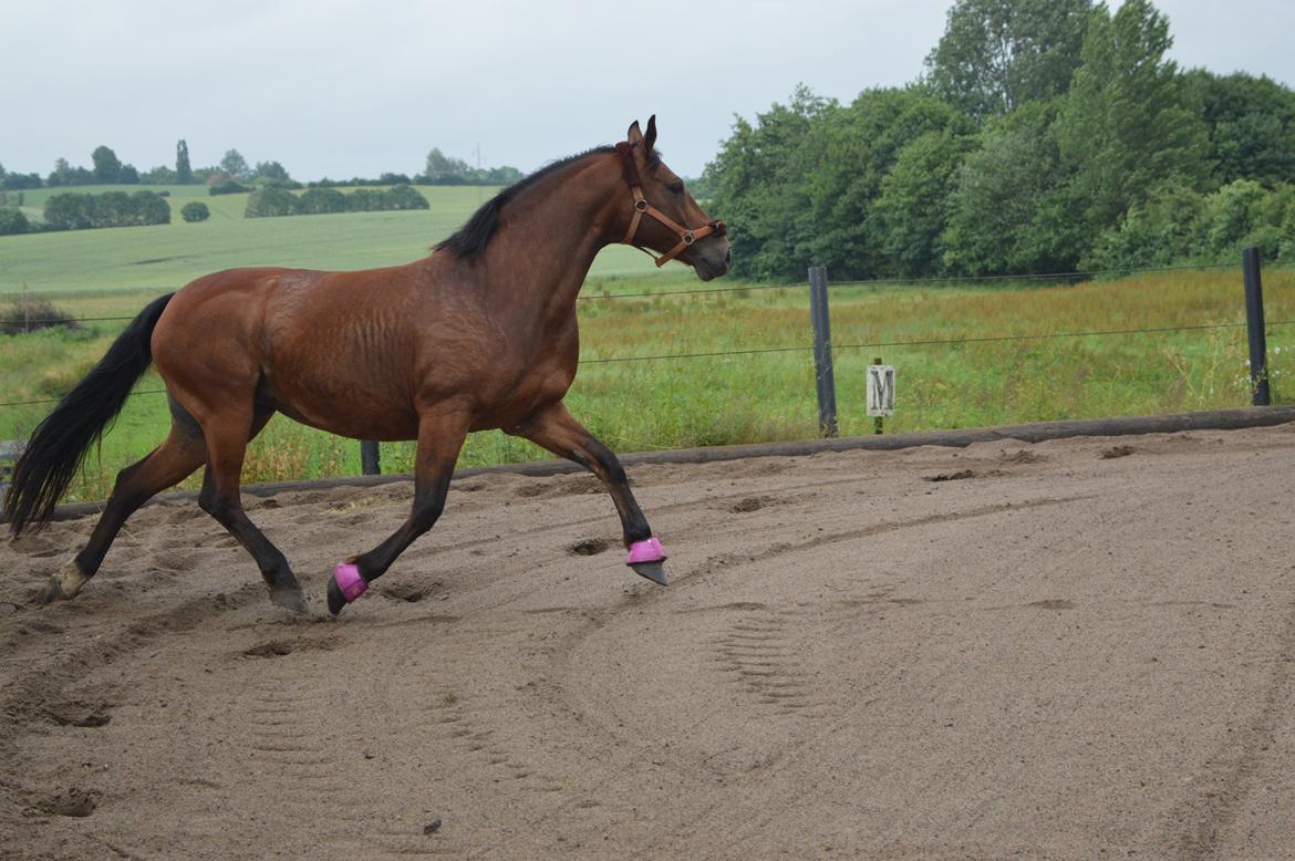 Anden særlig race Linka billede 4