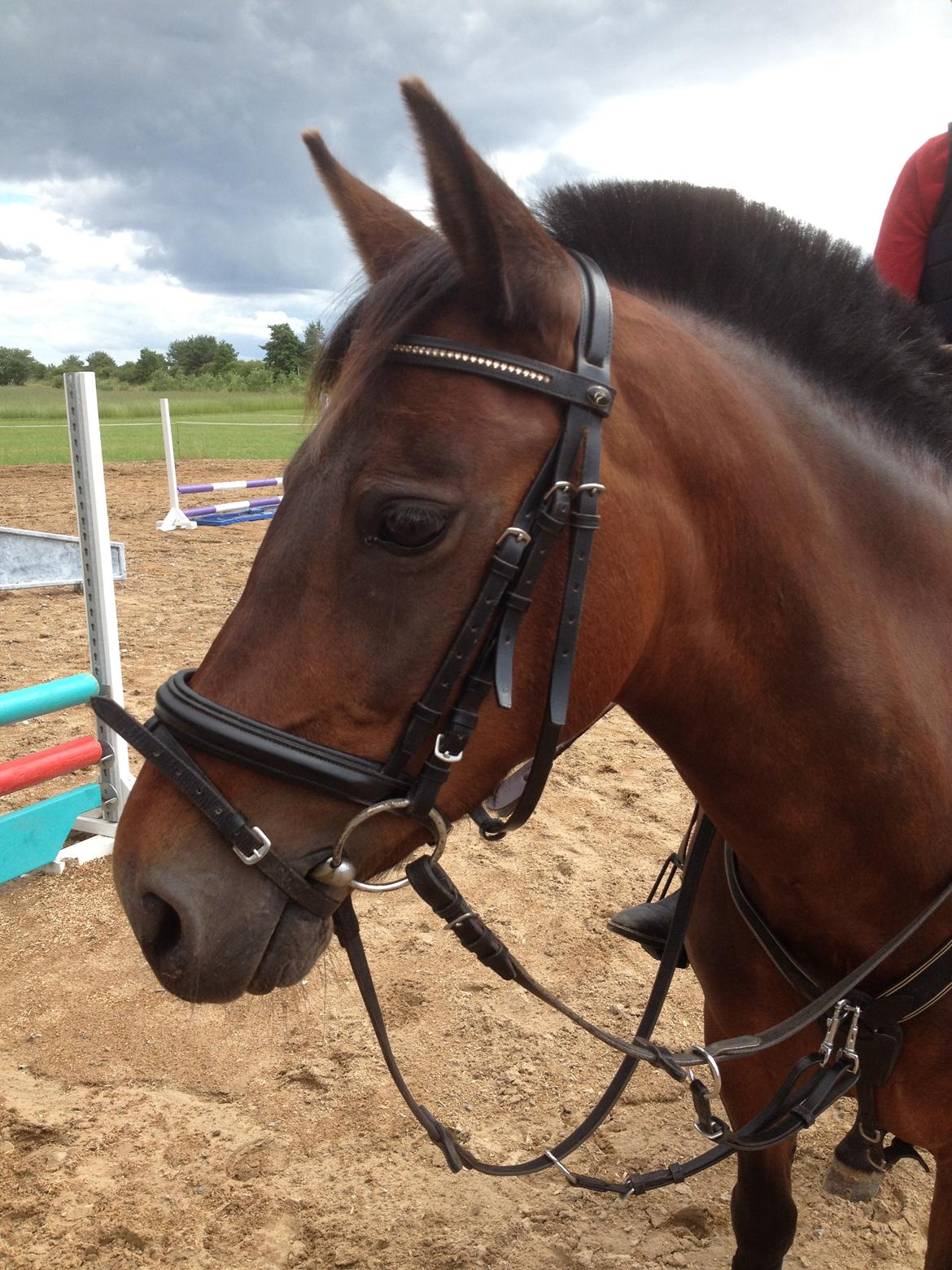Anden særlig race Malou billede 2